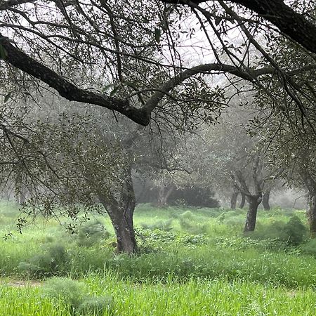 Muristene Pozzo Santa Cristina Paulilatino Екстериор снимка